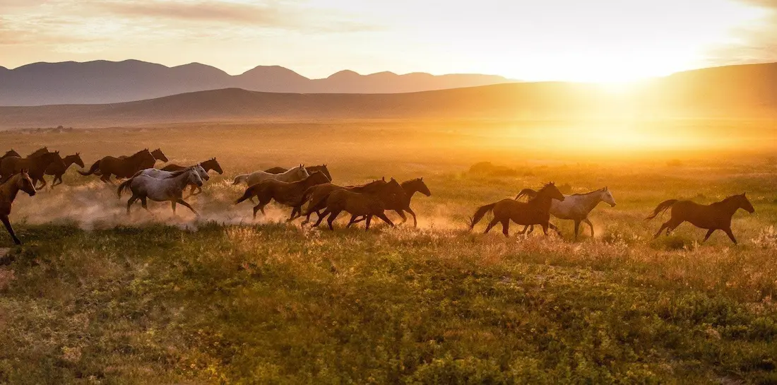 horses in steppe.webp